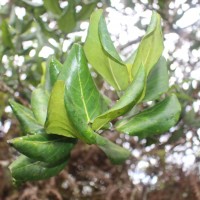 Aporosa latifolia Thwaites